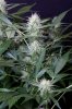 cannabis-jillybean3-2177.jpg