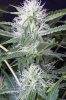 cannabis-jillybean3-2177-2.jpg