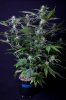 cannabis-jillybean4-2179.jpg