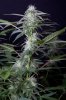 cannabis-jillybean4-2180.jpg