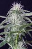 cannabis-jillybean4-2180-2.jpg