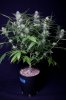 cannabis-jillybean3-2239.jpg