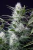 cannabis-jillybean3-2241.jpg