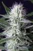 cannabis-jillybean3-2242.jpg