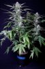 cannabis-jillybean4-2244.jpg