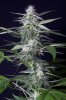 cannabis-jillybean4-2245.jpg