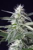 cannabis-jillybean4-2246.jpg