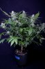 cannabis-jillybean3-2361.jpg