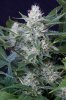 cannabis-jillybean3-2362.jpg