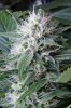 cannabis-jillybean3-2363.jpg