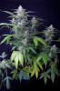 cannabis-jillybean4-2364.jpg