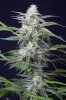 cannabis-jillybean4-2366.jpg