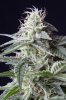 cannabis-jillybean4-2368.jpg
