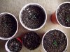 seedlings 012.jpg