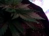 Snapshot_20120323_6.JPG