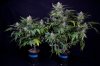 cannabis-jillybean34-d48-2446.jpg