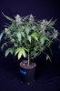 cannabis-jillybean3-d48-2433.jpg
