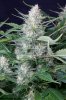 cannabis-jillybean3-d48-2436.jpg