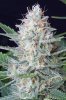 cannabis-jillybean3-d48-2439.jpg