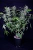 cannabis-jillybean4-d48-2442.jpg
