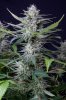 cannabis-jillybean4-d48-2443.jpg