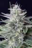 cannabis-jillybean4-d48-2444.jpg