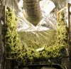 180scrog.jpg