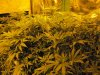 scrog1.jpg