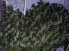 20197D-39_SCROG_Day_55_Flower_2.jpg