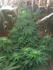 3-27-2012 grow8.jpg