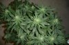 27 days flower 002.jpg