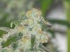 night shots OG1QB 037.jpg