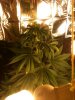 3-31-2012 grow1.jpg