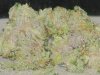1QB pheno 1 dry 020.jpg