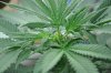 Durban-Poison-week-5-FIM-side-view.jpg