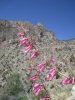 pajarita wilderness and dick magee trail with gila monster 047.jpg