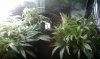 thegrow0091.jpg