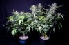 cannabis-jillybean34-d56-0024.jpg