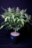 cannabis-jillybean3-d56-0028.jpg