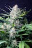 cannabis-jillybean3-d56-0029.jpg