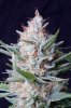 cannabis-jillybean3-d56-0034.jpg