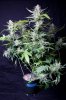 cannabis-jillybean4-d56-0037.jpg