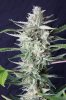 cannabis-jillybean4-d56-0041.jpg