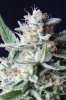 cannabis-jillybean4-d56-0043.jpg