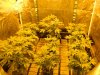 Indoor Grow 2012 023.jpg