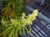 240px-Flowering_male_marijuana_plant.jpg