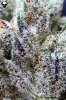 __The501stOG_Trichs2 (426x640).jpg