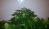 3-29-12 fat.jpg