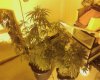 Bud-0042.jpg
