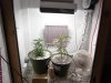 Grow Box #2.jpg